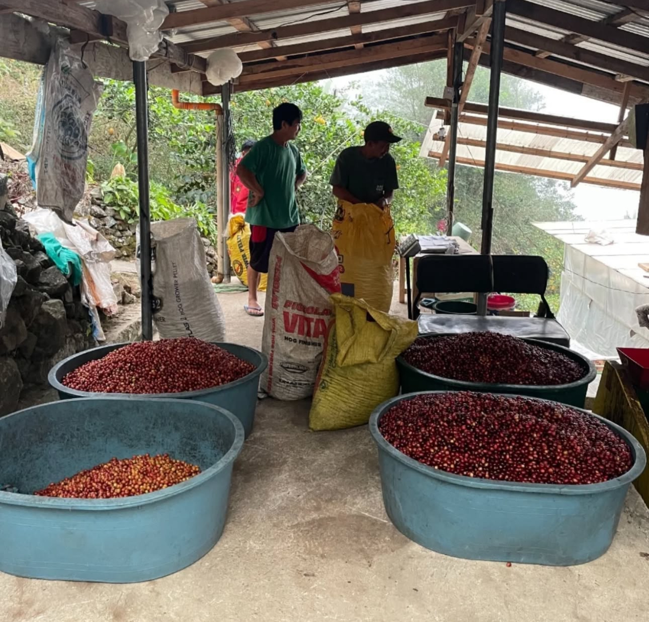 Quantum-Coffee-Roasters-Philippines-Sition-Belis-Exclusive-Coffee